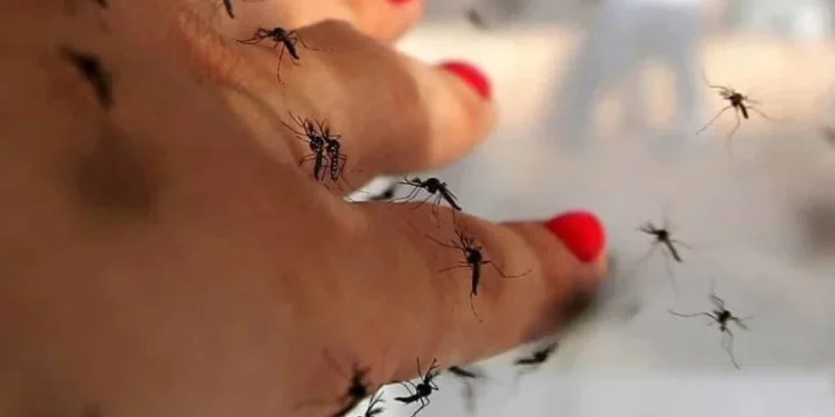 Quantidade de mosquitos e muriçocas em Miracema aborrece moradores