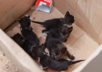 Foto: Júnior Suzuki