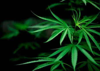 Cannabis
crédito: freepik jcomp