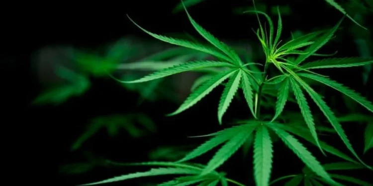 Campanha propõe regulamentar o uso medicinal da Cannabis no Brasil