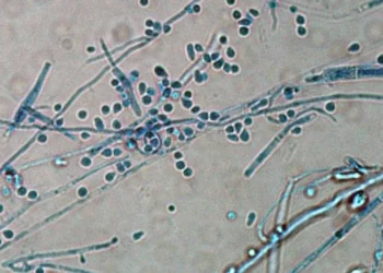 Pesquisadores do Instituto de Medicina Tropical publicaram artigo descrevendo o primeiro caso no Brasil Trichophyton indotineae, ocorrido em 2023
crédito: University of Adelaide/Reprodução