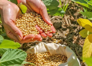 Com 5,4 milhões de toneladas colhidas, a soja lidera a produção de grãos no estado, com crescimento de 19,5% em relação ao último ciclo (Crédito foto: Katriel Bernardes/Governo do Tocantins)