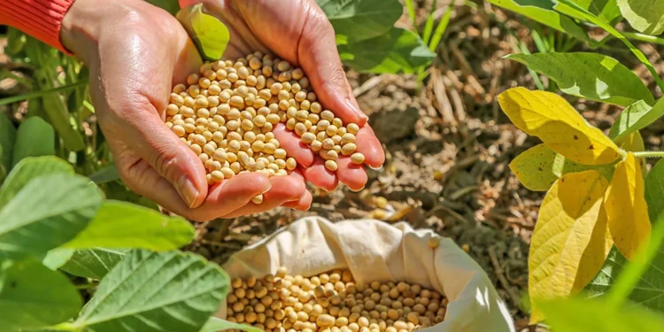 Tocantins bate recorde de produção de grãos com safra de 8,9 milhões de toneladas em 2025