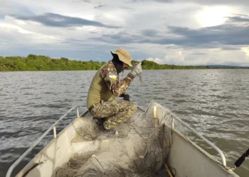 Mais de cinco mil metros de redes foram retirados do Lago - (Fotos: Naturatins/Governo do Tocantins)