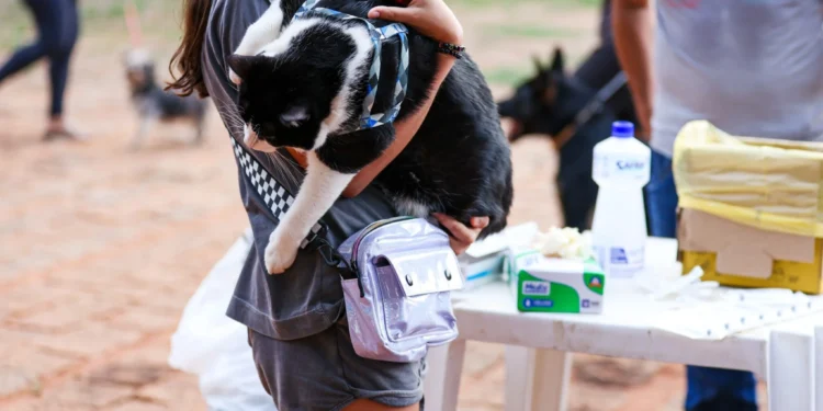 Vacinação antirrábica para cães e gatos acontece neste sábado em 66 locais de Palmas