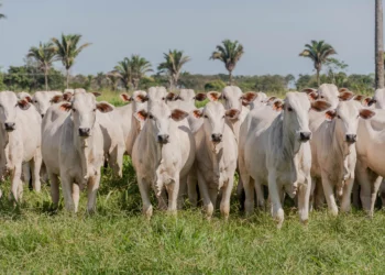 A campanha de declaração de informações pecuárias vai de 1º a 31 de maio. Foto - Keven Lopes / Governo do Tocantins