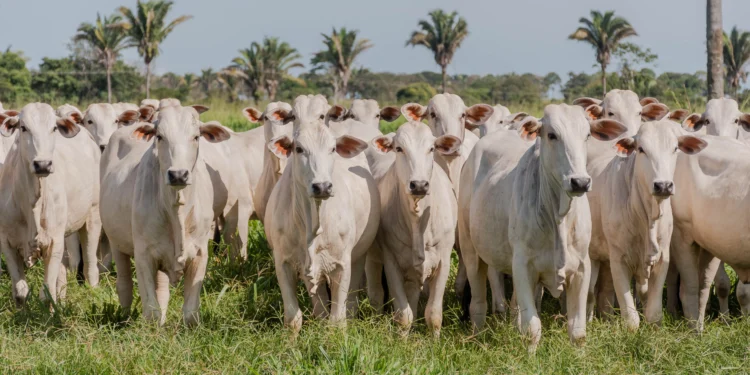Primeira etapa da campanha de declaração de informações pecuárias começa a partir do dia 1º de maio