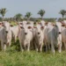 Primeira etapa da campanha de declaração de informações pecuárias começa a partir do dia 1º de maio