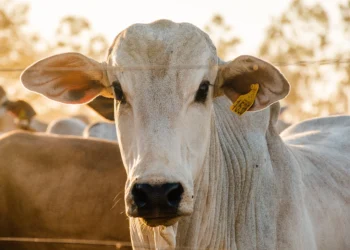 A rastreabilidade garante controle sanitário, segurança alimentar, eleva a qualidade da carne e amplia oportunidades