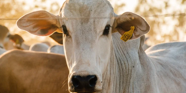 A rastreabilidade garante controle sanitário, segurança alimentar, eleva a qualidade da carne e amplia oportunidades