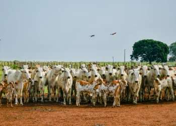 Na declaração o produtor deverá informar todas as espécies de animais existentes na propriedade. Foto - Keven Lopes / Governo do Tocantins.