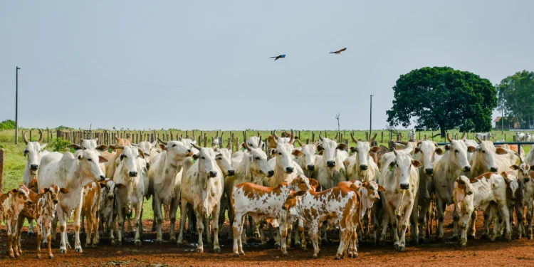 Propriedades que enviarão animais para leilões e/ou abates têm a opção de antecipar a declaração de informações pecuárias