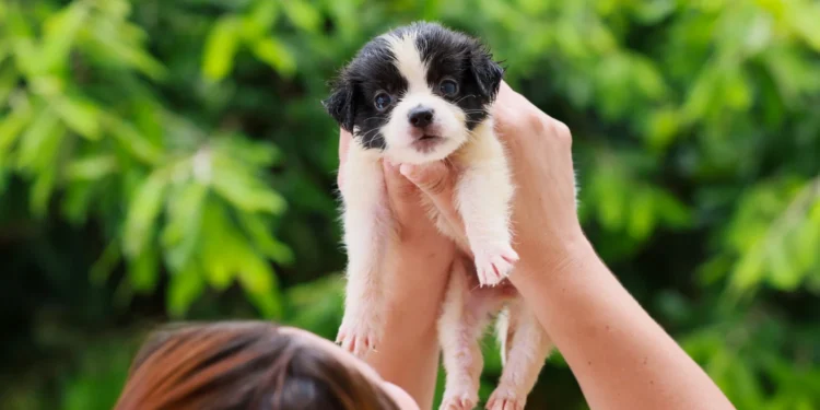 Prefeitura de Palmas incentiva cadastro gratuito de cães e gatos no novo sistema nacional ‘SinPatinhas’