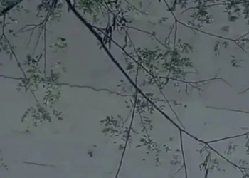 Vídeo sobre rachadura na Ponte dos Imigrantes Nordestinos em Lajeado viraliza e assusta população