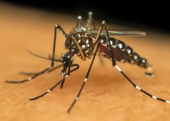 População miracemense indica muitos casos de Dengue no município