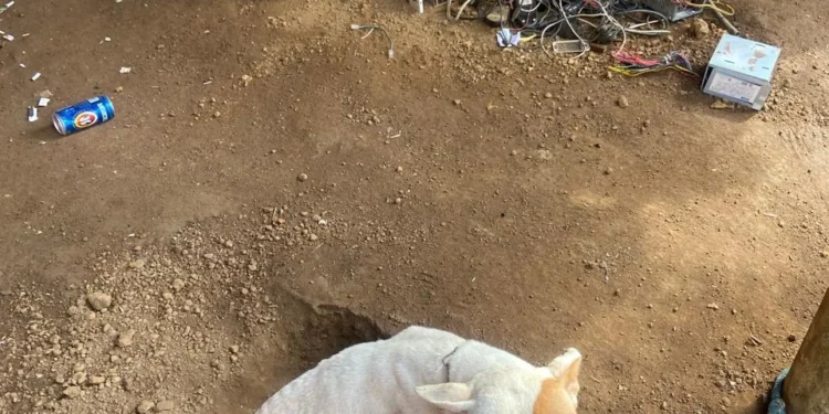 Em Paraíso do Tocantins, Polícia Civil conclui inquérito e indicia casal por maus-tratos a animais