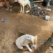Em Paraíso do Tocantins, Polícia Civil conclui inquérito e indicia casal por maus-tratos a animais 