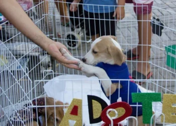 O evento reunirá cerca de 60 animais resgatados (40 cães e 20 gatos) Divulgação / Carla Josephyne/Jornal O Dia