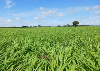 Foto: Eduardo Archer-aprosoja tocantins
