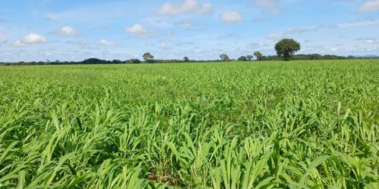 Com o apoio da Aprosoja, produtores do Tocantins adotam práticas produtivas sustentáveis
