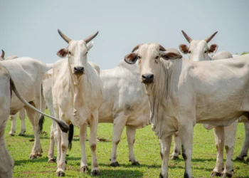 Polícia Civil desvenda furto de gado em Dueré Crédito -Foto -Keven Lopes - Governo do Tocantin