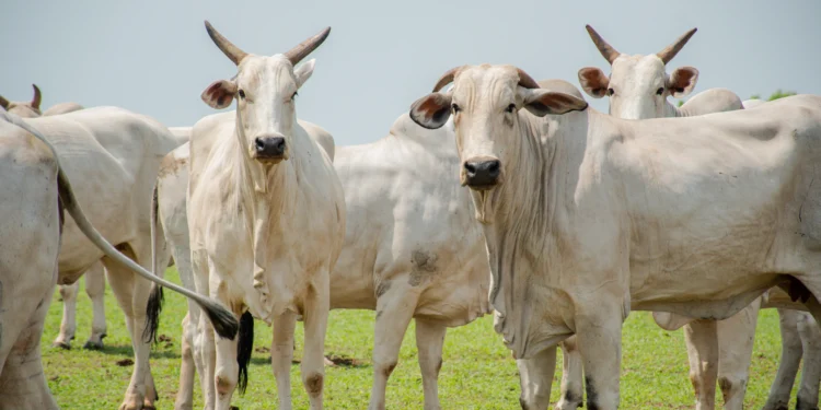 Em Dueré, Polícia Civil elucida furto de gado e identifica suspeitos pelo crime