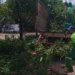 Prefeitura de Palmas intensifica serviços de coleta de galhadas na cidade