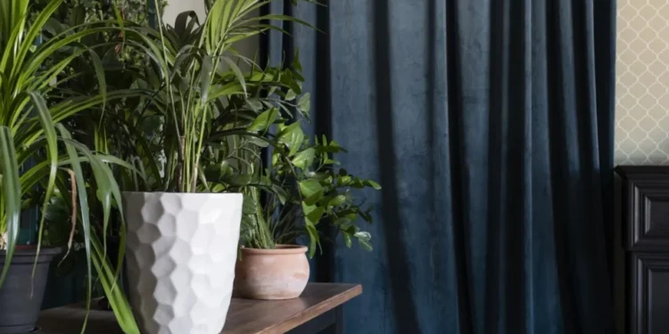 Ter plantas no quarto faz mal para a saúde?