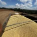 Vendas de soja ganham força no país com alta nos preços