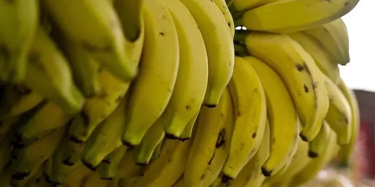 Preço da banana-prata cai devido à competição com a nanica