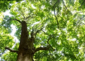 Exemplar adulto de pau-brasil de plantio em área de lavoura — Foto: Julio Bittencourt