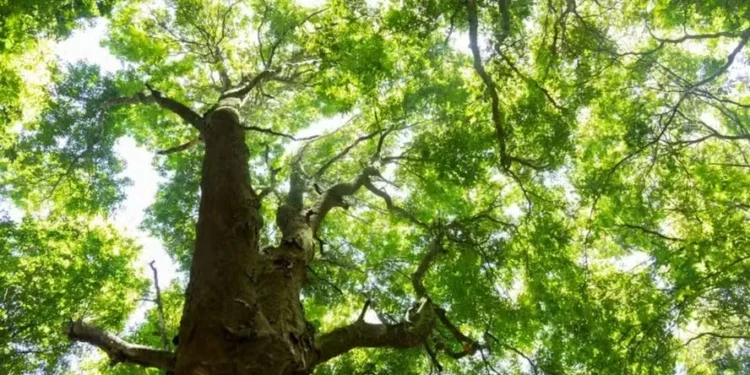 Agricultura ‘redescobre’ o pau-brasil, que faz sombra para cacau e café