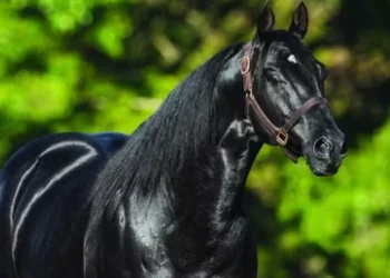 Além de sua agilidade, o Quarto de Milha também é altamente valorizado por sua força e inteligência — Foto: Reprodução/ABQM