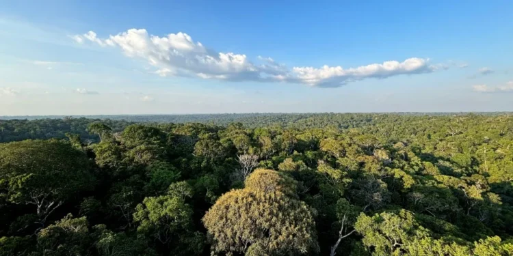 Brasil fecha acordo para aumentar vigilância contra crimes na Amazônia