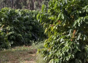 Volta das chuvas em regiões produtoras ajudou a reduzir os preços do café — Foto: Tony Oliveira/CNA
