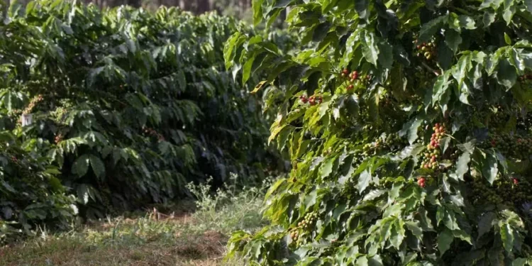 Preços do café no Brasil caíram em março, interrompendo sequência de altas