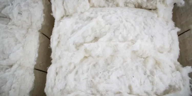 Preço do algodão em março foi o maior em dois anos no mercado interno