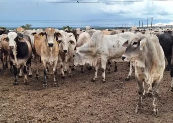 Arroba bovina tem oscilado pouco, com produtores segurando suas boiadas a espera de melhores preços — Foto: José Florentino/Globo Rural