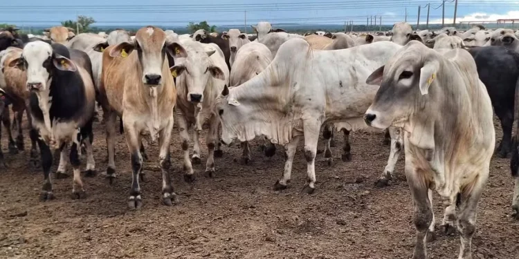 Preço do boi gordo fica estável em São Paulo, cotado a R$ 317 a arroba