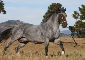 Veja as raças que combinam com trabalhos rurais — Foto: Reprodução/ABCCC