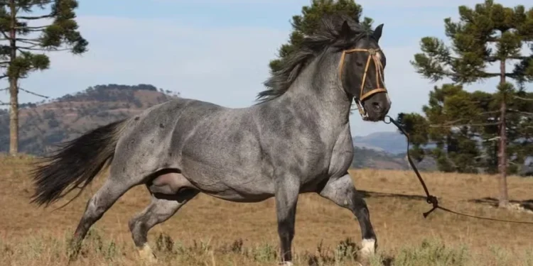 Saiba quais são as raças de cavalo ideais para trabalho rural