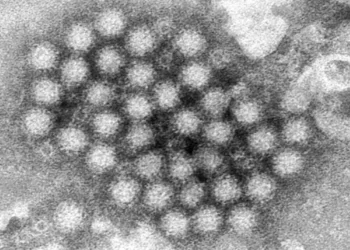 Imagem de microscopia eletrônica revela um grupo de partículas do norovírus, o agente causador de surtos de gastroenterite. — Foto: Charles D. Humphrey/CDC
