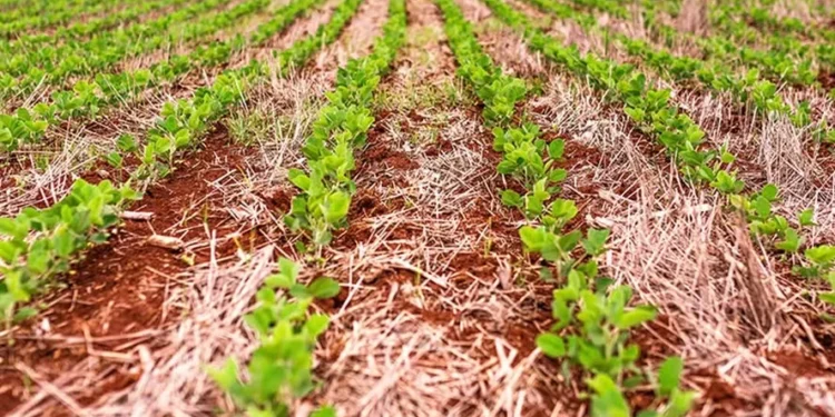 Instituto Folio quer ‘unir as pontas’ para acelerar produção regenerativa e orgânica