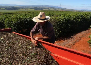Trabalhador com café colhido de uma plantação em São João da Boa Vista • REUTERS/Amanda Perobelli