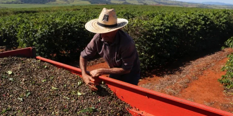 Café: com a exportação brasileira aos EUA taxada, preços podem subir?