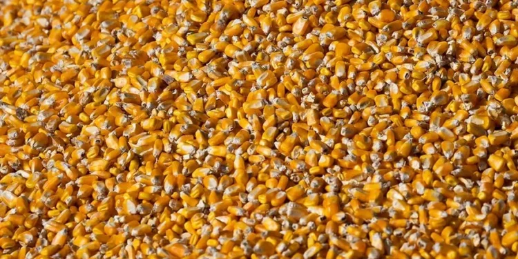 Preço do milho cai no mercado nacional com a demanda enfraquecida
