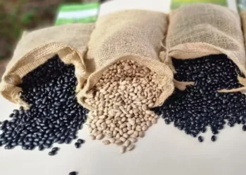 Variedade de feijão caminharam em sentidos opostos na última semana — Foto: Aires Mariga/Epagri