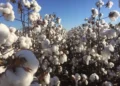 Algodão Foto: Ampasul/Divulgação