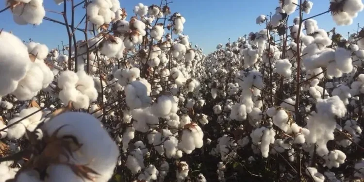 Preço do algodão sobe e do café cai em Nova York diante das tarifas comerciais