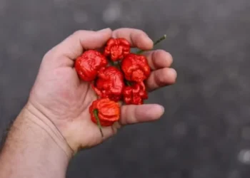 Parece minipimentão: Carolina Reaper demora alguns segundos para fazer efeito — Foto: Sabor das Índias/Divulgação